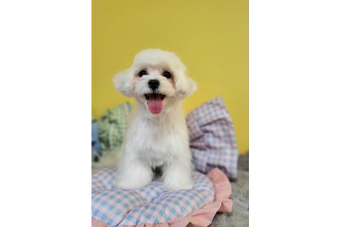 販売中の東京都のミックス犬-388678の4枚目