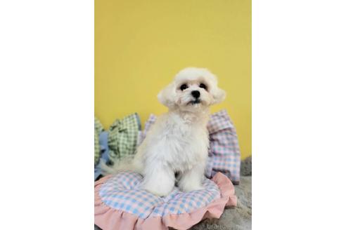 販売中の東京都のミックス犬-388678の3枚目