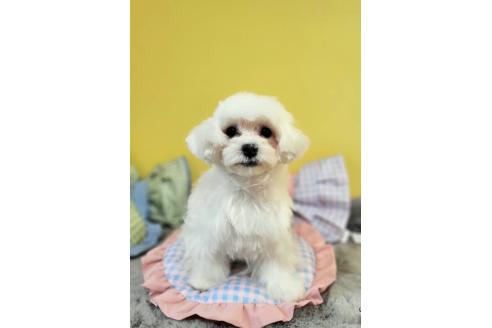 販売中の東京都のミックス犬-388678の2枚目