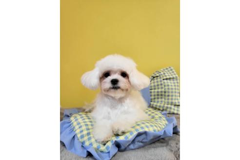 販売中の東京都のミックス犬-388676