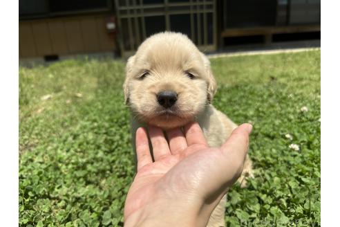 販売中の千葉県のゴールデンレトリーバー-391656の8枚目