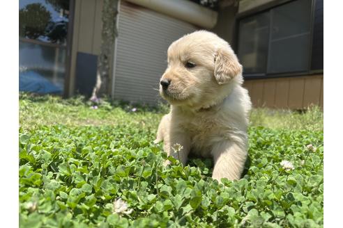 販売中の千葉県のゴールデンレトリーバー-391656の6枚目