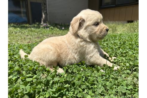 販売中の千葉県のゴールデンレトリーバー-391656の5枚目
