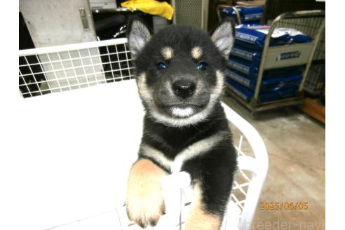 販売中の大阪府の柴犬-391652の3枚目