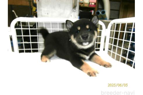 販売中の大阪府の柴犬-391652の2枚目