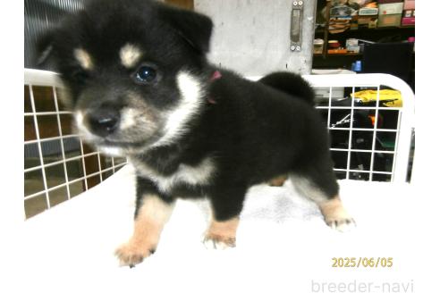 販売中の大阪府の柴犬-391654の3枚目