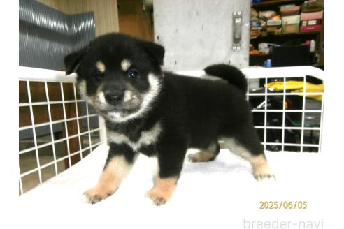 販売中の大阪府の柴犬-391654の2枚目