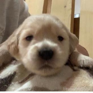 販売中の愛知県のゴールデンレトリーバー-391658の3枚目