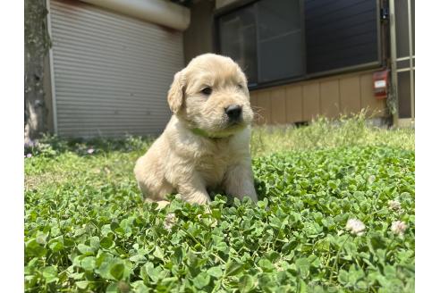 販売中の千葉県のゴールデンレトリーバー-391659の7枚目