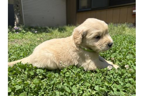 販売中の千葉県のゴールデンレトリーバー-391659の3枚目