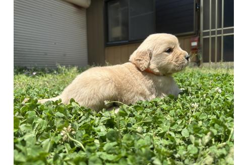 販売中の千葉県のゴールデンレトリーバー-391660の4枚目