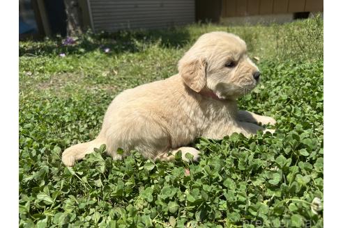 販売中の千葉県のゴールデンレトリーバー-391666の5枚目