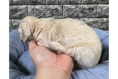 販売中の埼玉県のミニチュアダックスフンド(ロングヘアード)-391676の3枚目
