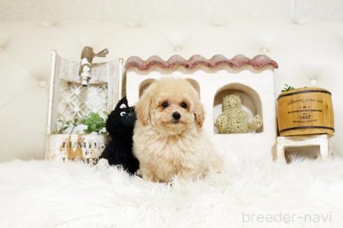 成約済の佐賀県のトイプードル-388292の5枚目