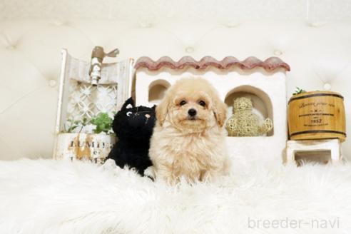 成約済の佐賀県のトイプードル-388292の4枚目