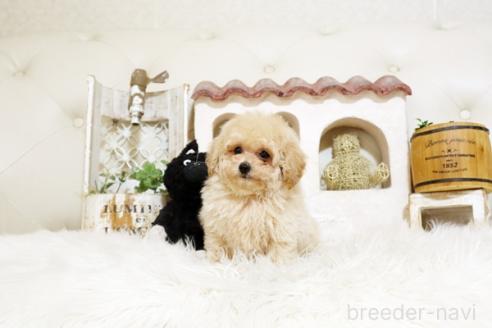 成約済の佐賀県のトイプードル-388292の3枚目