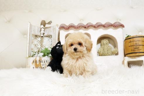 成約済の佐賀県のトイプードル-388292の2枚目