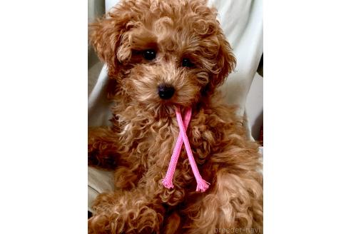 成約済の静岡県のミックス犬-380420の11枚目