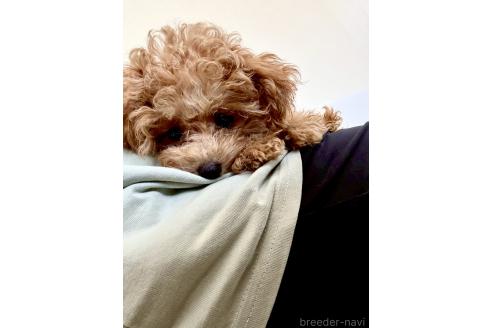 成約済の静岡県のミックス犬-380420の9枚目