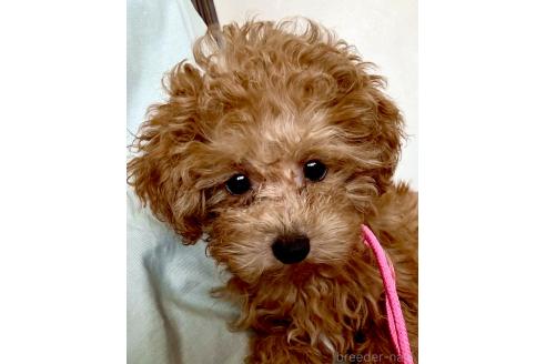 成約済の静岡県のミックス犬-380420の8枚目
