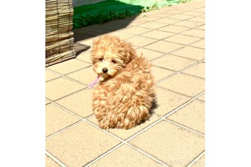 成約済の静岡県のミックス犬-380420の6枚目