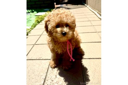 販売中の静岡県のミックス犬-380420