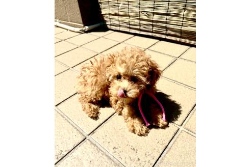 成約済の静岡県のミックス犬-380420の5枚目