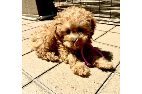 成約済の静岡県のミックス犬-380420の3枚目