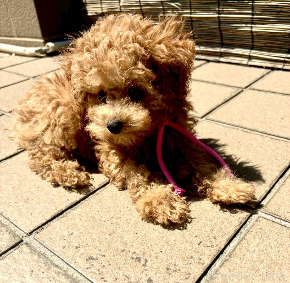成約済の静岡県のミックス犬-380420の2枚目