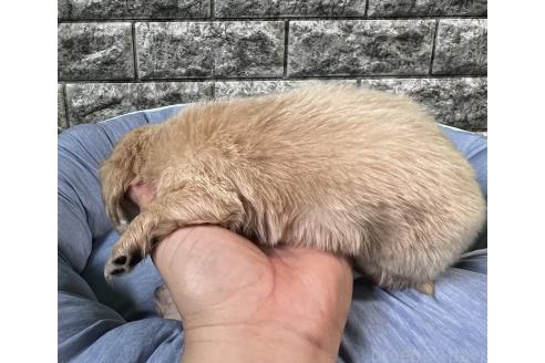 販売中の埼玉県のミニチュアダックスフンド(ロングヘアード)-391680の3枚目