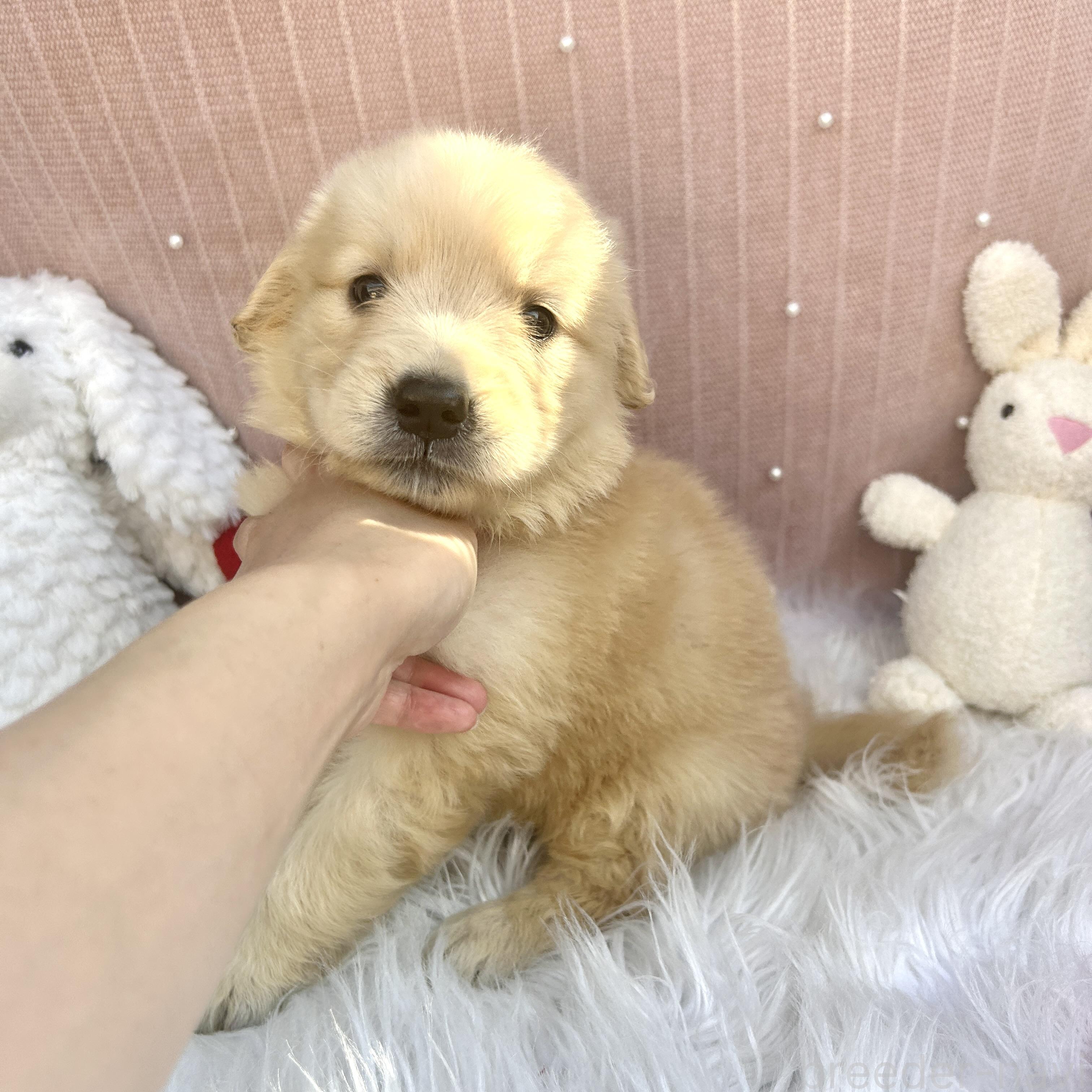 販売中の栃木県のゴールデンレトリーバー-391683の4枚目