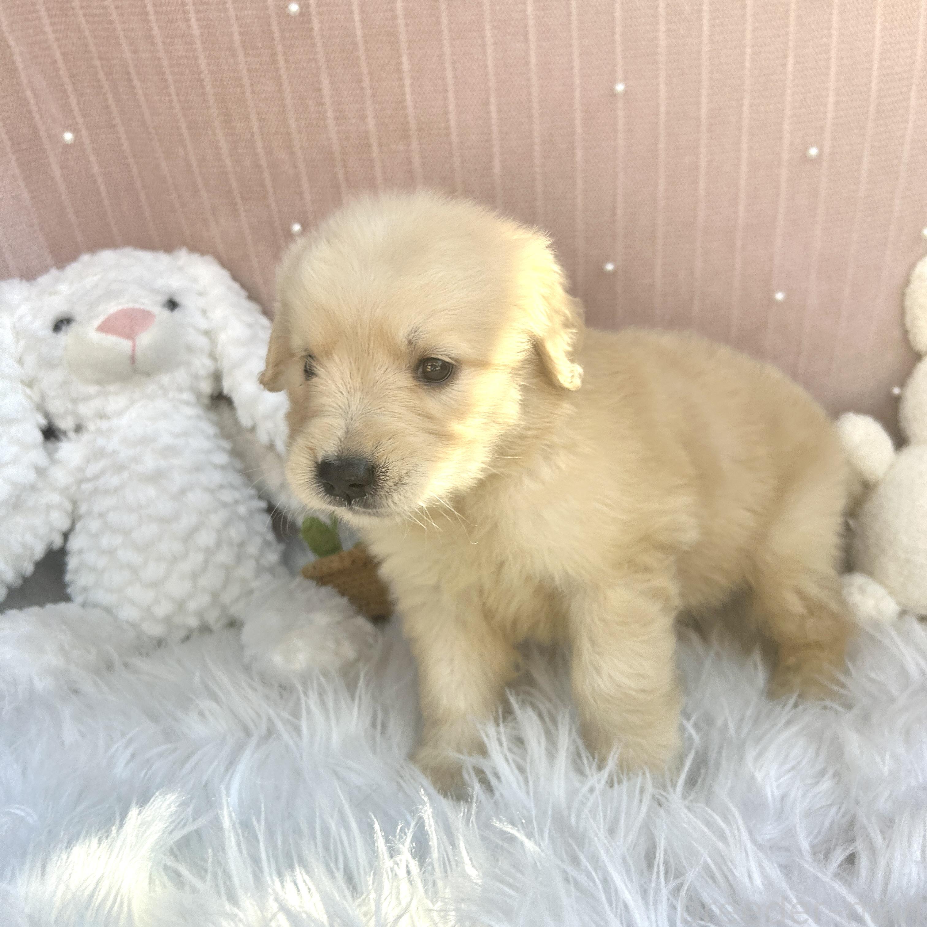 販売中の栃木県のゴールデンレトリーバー-391683の3枚目