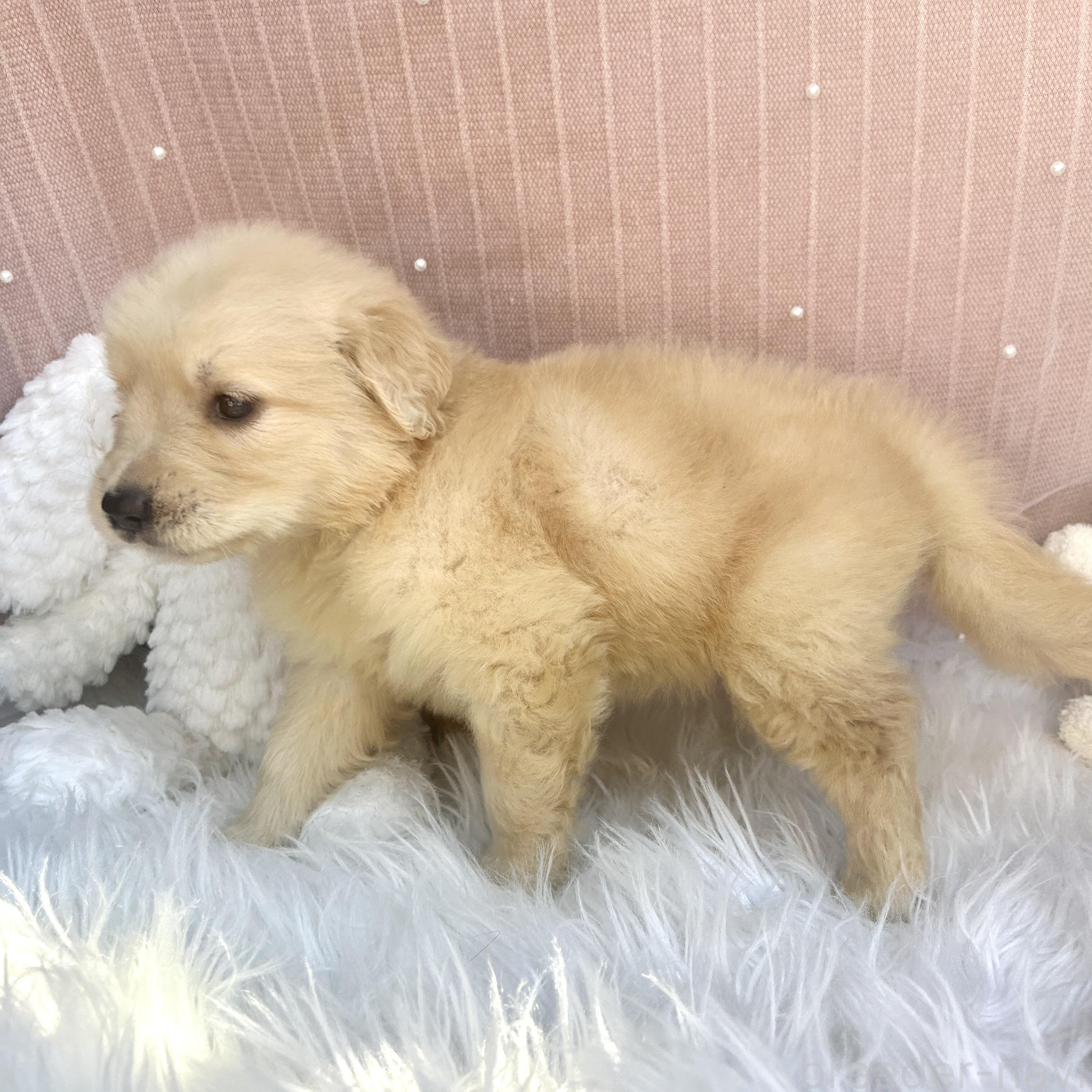 販売中の栃木県のゴールデンレトリーバー-391683の2枚目