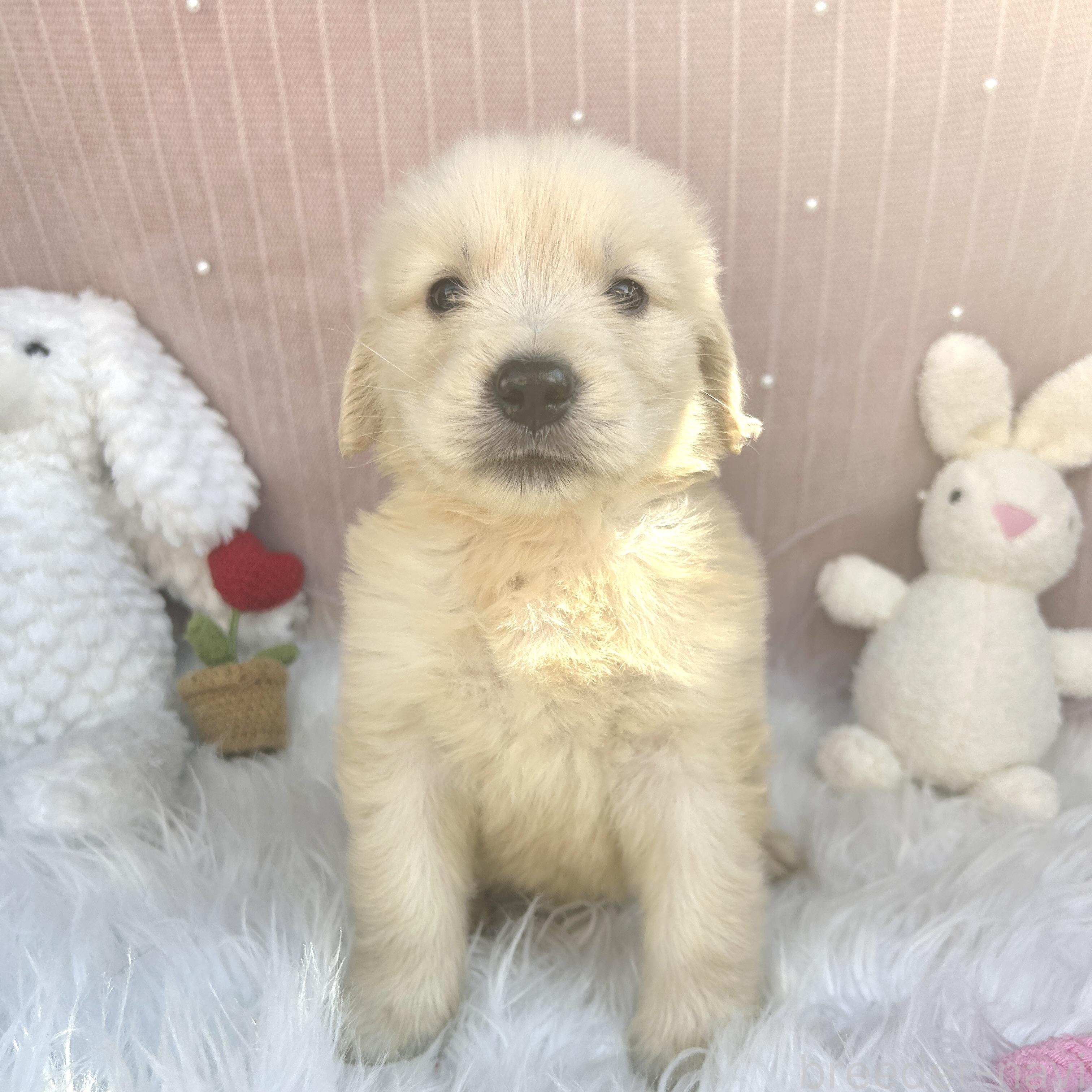 販売中の栃木県のゴールデンレトリーバー-391684の15枚目