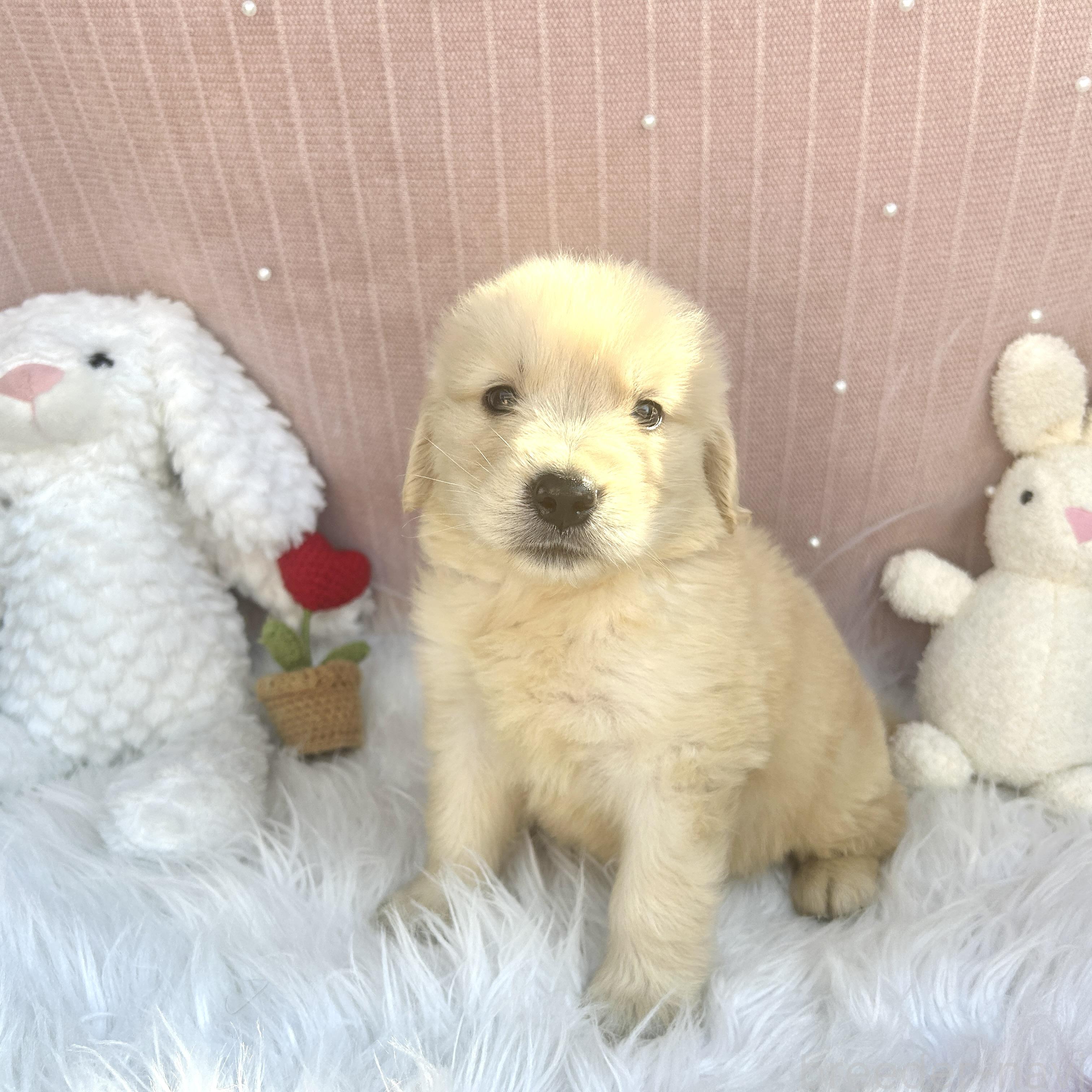 販売中の栃木県のゴールデンレトリーバー-391684の13枚目