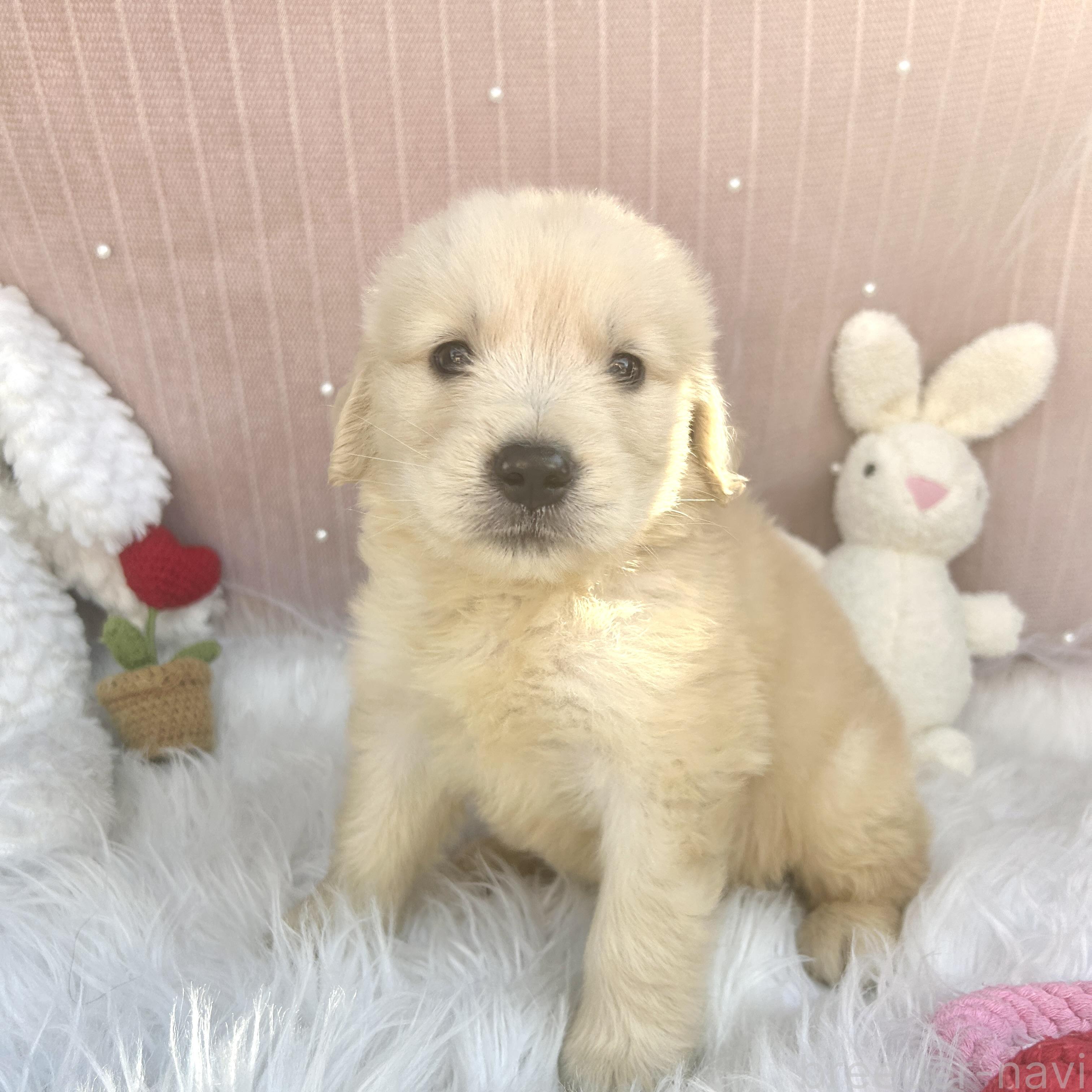 販売中の栃木県のゴールデンレトリーバー-391684の11枚目