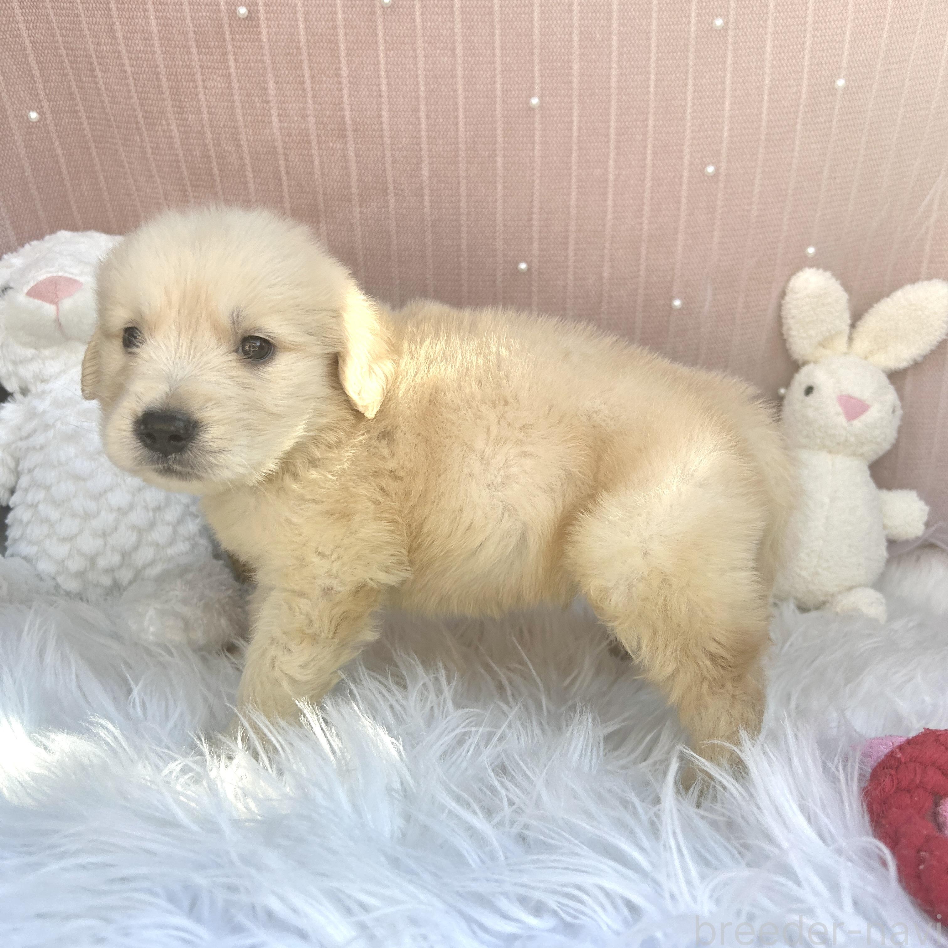 販売中の栃木県のゴールデンレトリーバー-391684の10枚目