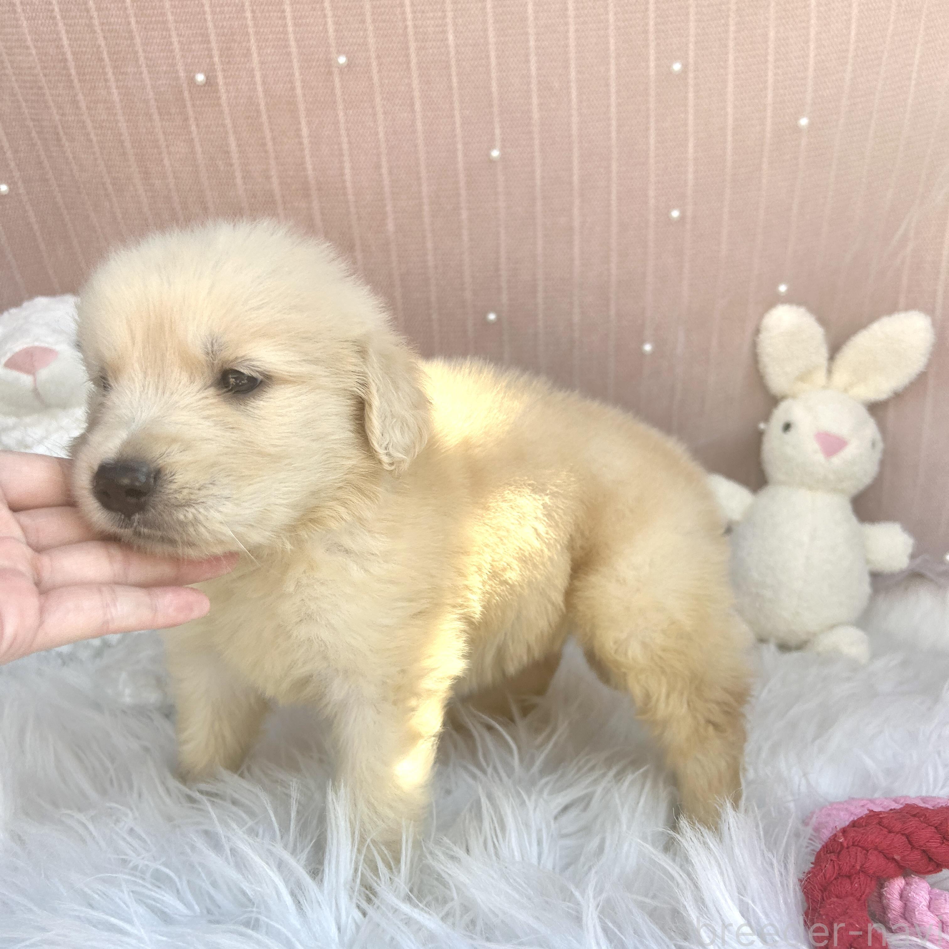販売中の栃木県のゴールデンレトリーバー-391684の9枚目