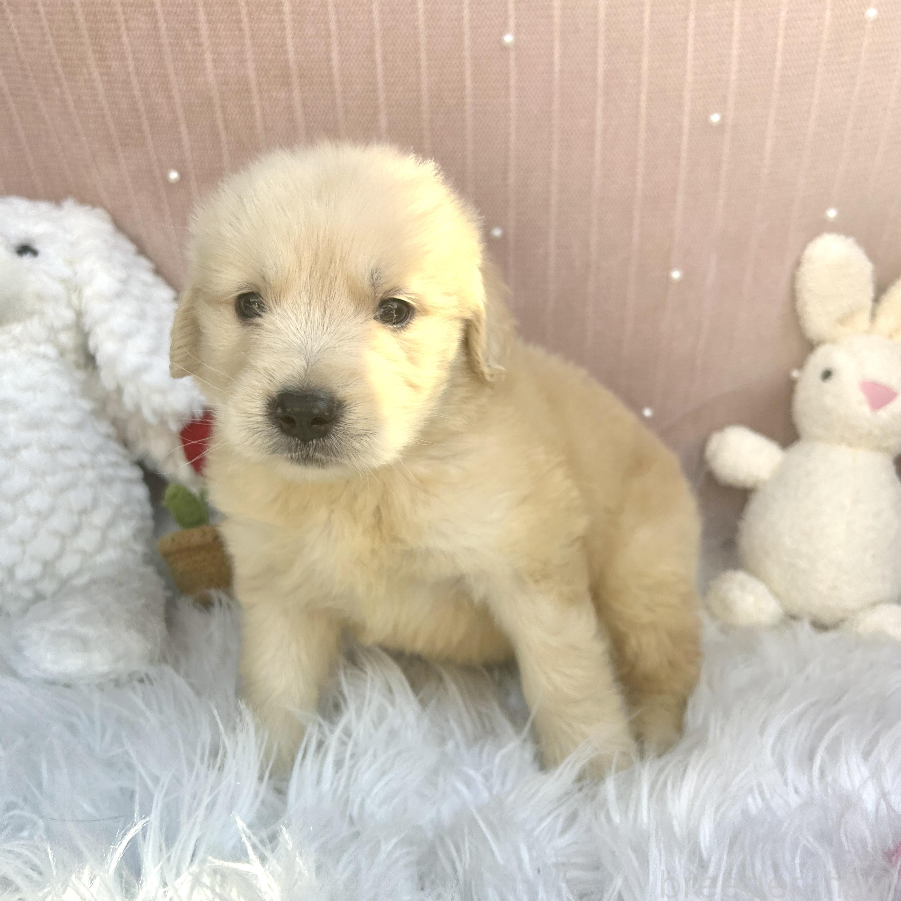 販売中の栃木県のゴールデンレトリーバー-391684の7枚目