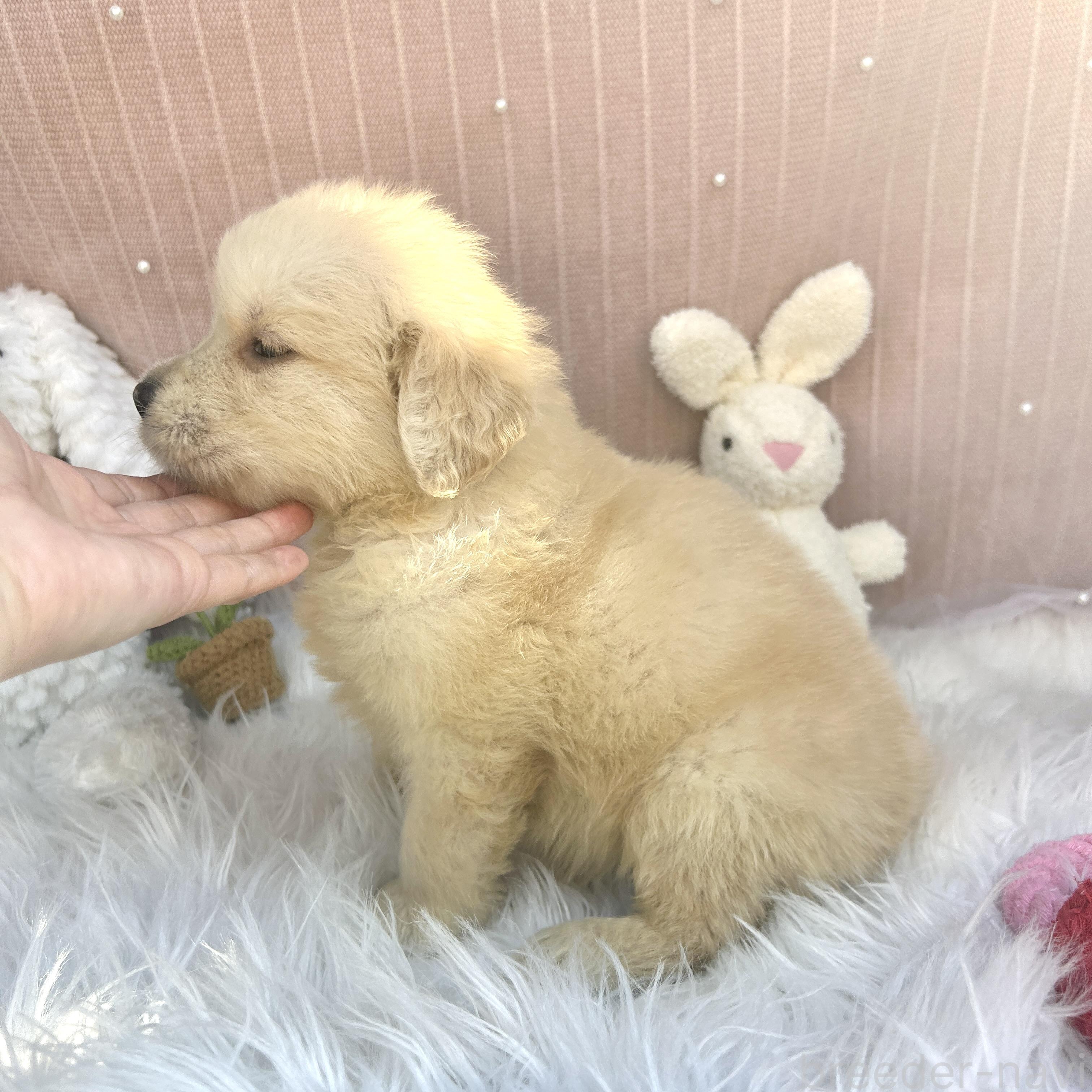 販売中の栃木県のゴールデンレトリーバー-391685の5枚目