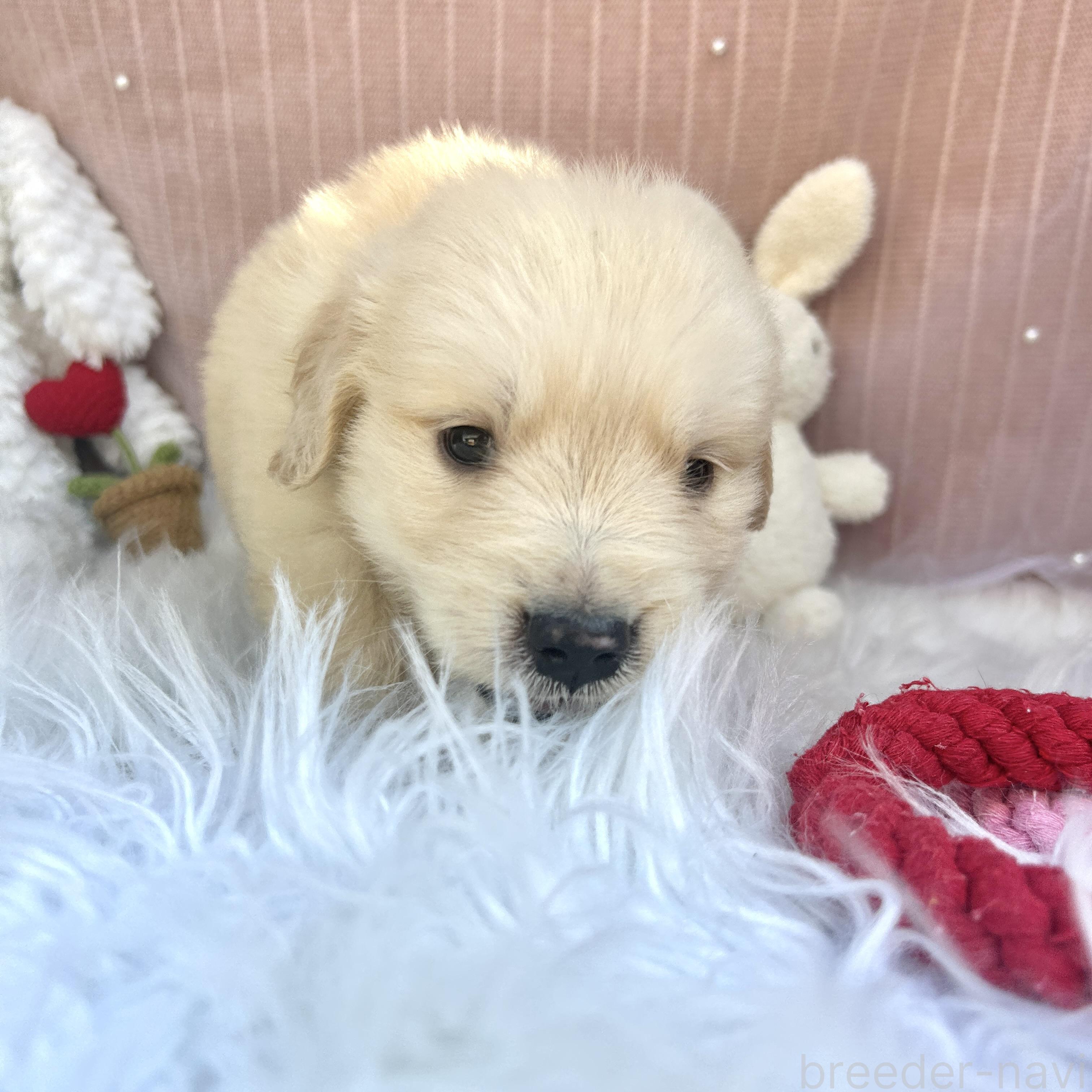 販売中の栃木県のゴールデンレトリーバー-391685の4枚目