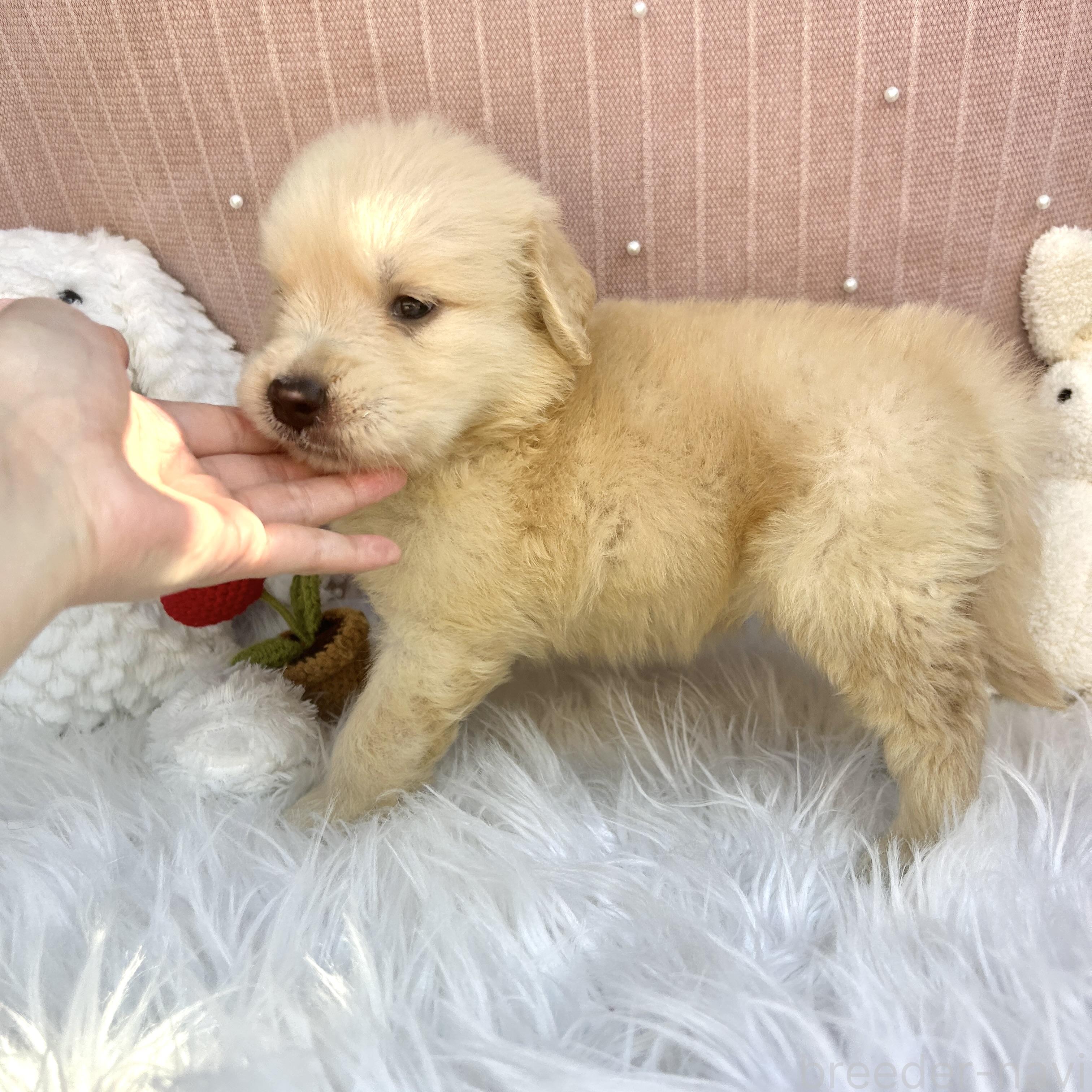 販売中の栃木県のゴールデンレトリーバー-391685の3枚目
