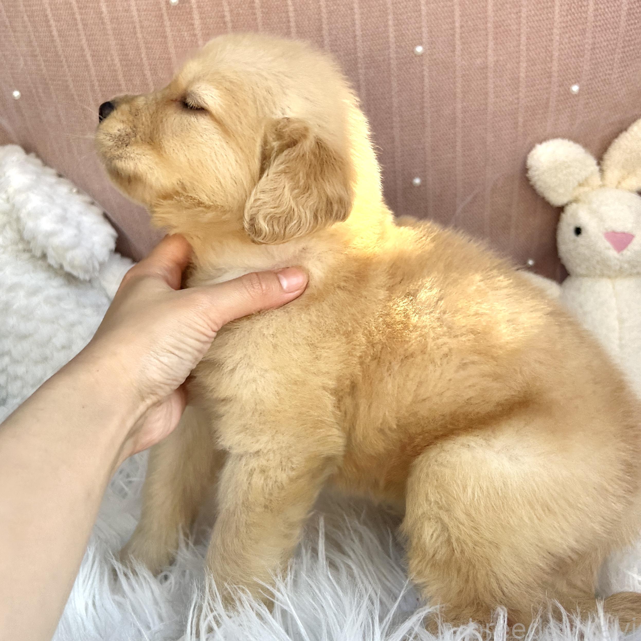 販売中の栃木県のゴールデンレトリーバー-391686の3枚目