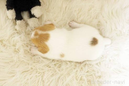 販売中の佐賀県のジャックラッセルテリア-391688の2枚目