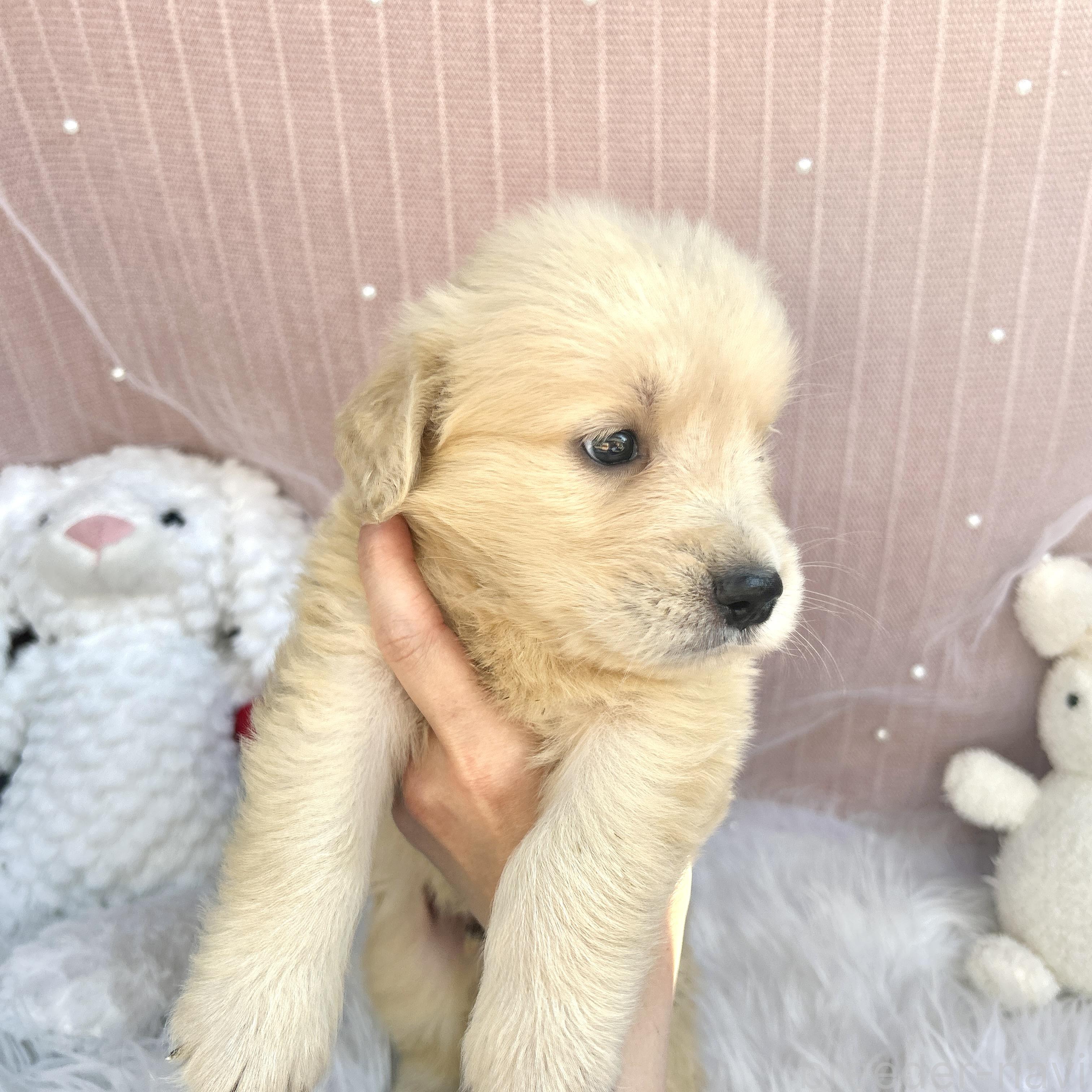販売中の栃木県のゴールデンレトリーバー-391690の4枚目