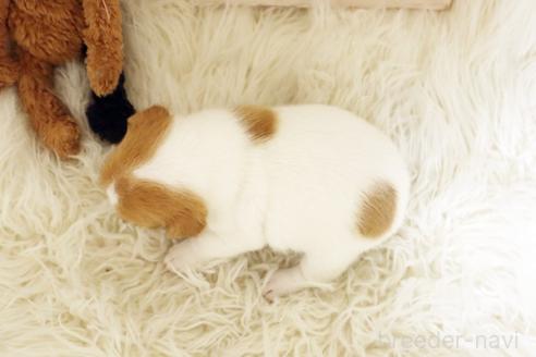 販売中の佐賀県のジャックラッセルテリア-391689の2枚目