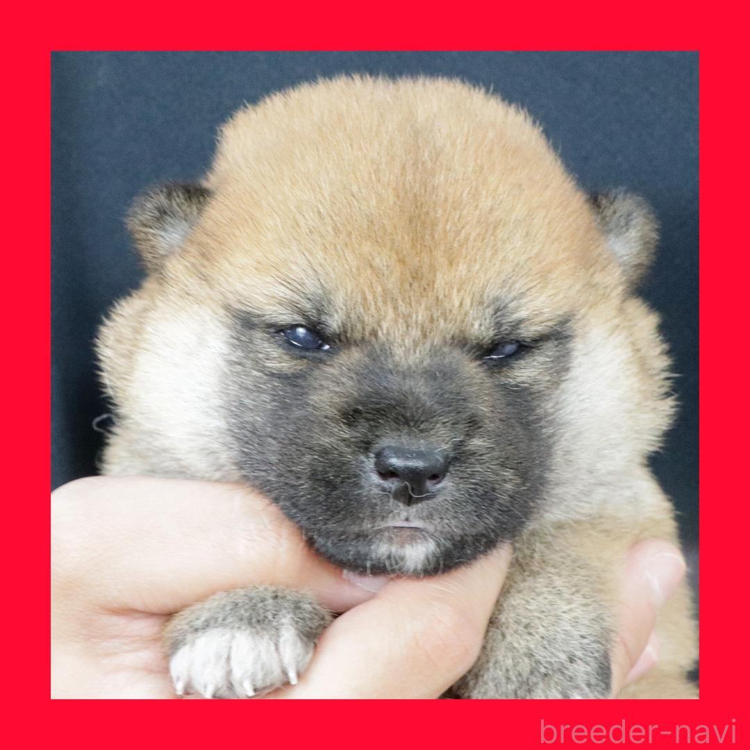 販売中の愛知県の柴犬-391694の1枚目
