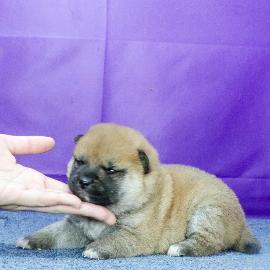 販売中の愛知県の柴犬-391694の3枚目