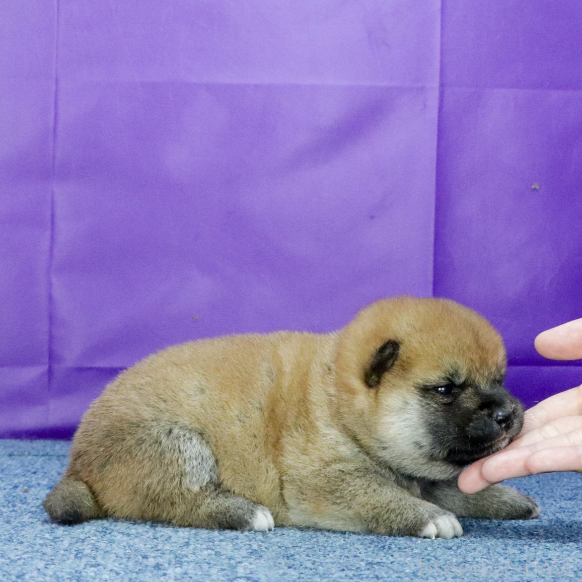 販売中の愛知県の柴犬-391694の2枚目