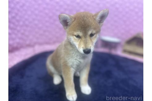 販売中の茨城県の柴犬-391695の15枚目